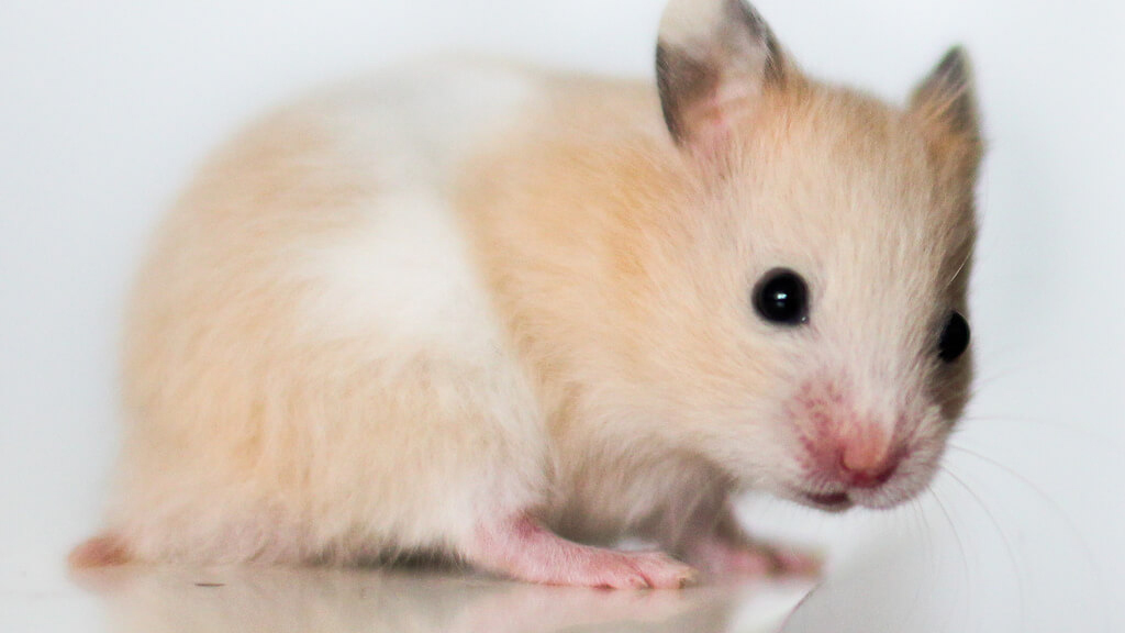 Criceto Dorato Consigli Criceto Dorato Consigli